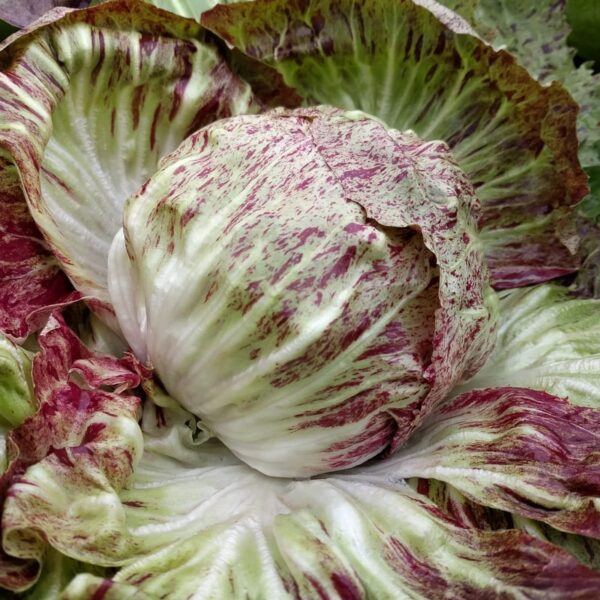 radicchio bio
