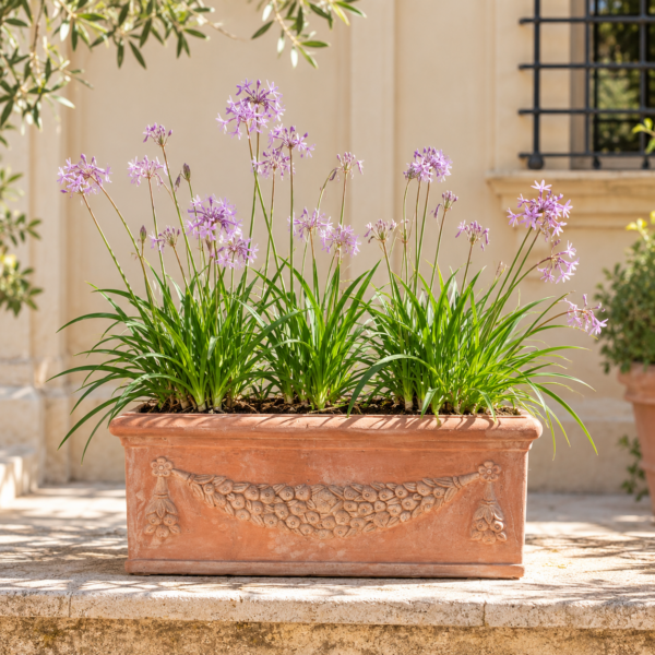 Fioriera con Tulbaghia violacea a Villa Fabri, allestimento realizzato dal Vivaio Ariel